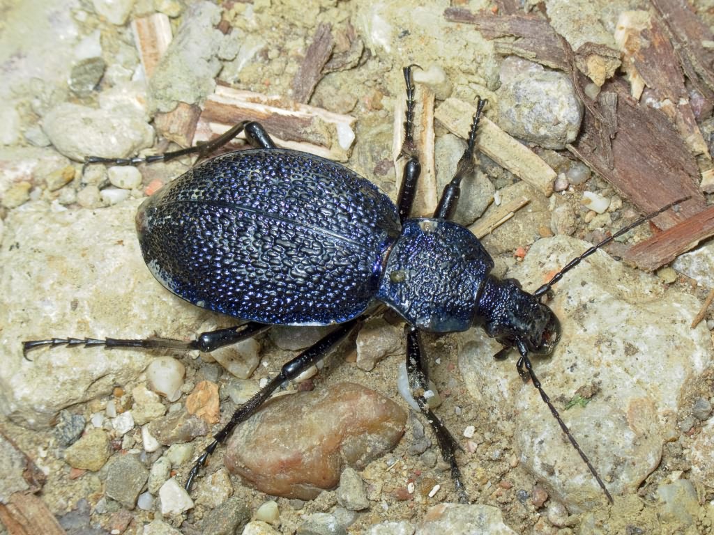 Carabus scabrosus tauricus Bonelli, 1810
